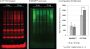 VersaBlot™ CF®770T Total Protein Normalization Kits