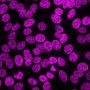 NucSpot® Live 650 Nuclear Stain, Trial Size