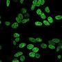 NucSpot® Live 650 Nuclear Stain, Trial Size