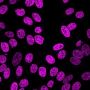 NucSpot® Live 650 Nuclear Stain, Trial Size