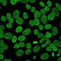 NucSpot® Live 650 Nuclear Stain, Trial Size