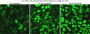 NucSpot® Live 650 Nuclear Stain, Trial Size