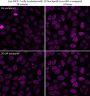 NucSpot® Live 650 Nuclear Stain, Trial Size