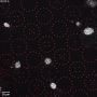 NucSpot® Live 650 Nuclear Stain, Trial Size