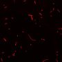 BactoView™ Live Red, Trial Size