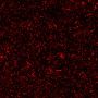 BactoView™ Live Red