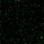 BactoView™ Live Green