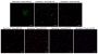 BactoView™ Dead 500/515, 500X in Water, Trial Size