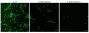 BactoSpore™ 488/540 Nucleic Acid Stain, 500X in DMSO, Trial Size