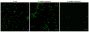 BactoSpore™ 488/540 Nucleic Acid Stain, 500X in DMSO, Trial Size