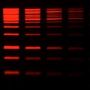 GelRed® Prestain Plus 6X DNA Loading Dye