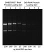 EMBER500™ RNA Prestain Loading Dye