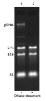 EMBER500™ RNA Prestain Loading Dye