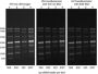 EMBER500™ RNA Prestain Loading Dye