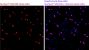 NucSpot® 500/515, 1000X in DMSO (trial size)