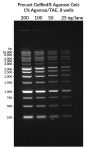 Precast GelRed® Agarose Gels, 1% Agarose/TAE, 8 wells (pack of 10)