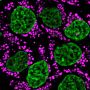 LipidSpot™ 488 Lipid Droplet Stain