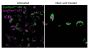 LipidSpot™ 488 Lipid Droplet Stain