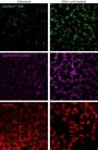 LipidSpot™ 488 Lipid Droplet Stain