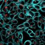LysoView™ 594, 1000X in DMSO