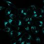LysoView™ 594, 1000X in DMSO