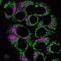 LysoView™ 594, 1000X in DMSO