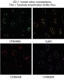 CF®514 Tyramide