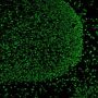 CF®514 Tyramide