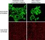 Mix-n-Stain™ CF®660R Antibody Labeling Kit, 1x(5-20ug) labeling