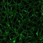 Mix-n-Stain™ DNP Antibody Labeling Kit, 1x(5-20ug) labeling