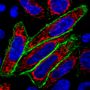 Mix-n-Stain™ CF®568 Antibody Labeling Kit, 3x(5-20ug) labeling