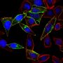 Mix-n-Stain™ CF®568 Antibody Labeling Kit, 3x(5-20ug) labeling
