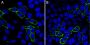 Mix-n-Stain™ CF®568 Antibody Labeling Kit, 3x(5-20ug) labeling