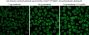 Mix-n-Stain™ CF®488A Nanobody Labeling Kit, 1x(20-50ug) labeling