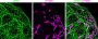 Mix-n-Stain™ STORM CF®660C Antibody Labeling Kit, 1x50ug labeling