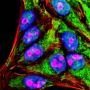 Fluorescein Tyramide