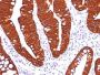 Cytokeratin 19(A53-B/A2.26), CF405S conjugate, 0.1mg/mL