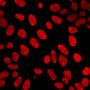 Histone H1(AE-4), CF405S conjugate, 0.1mg/mL
