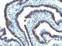Histone H1(AE-4), CF405S conjugate, 0.1mg/mL