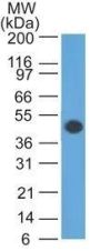GFAP(GA-5), CF405S conjugate, 0.1mg/mL