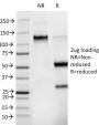 Phosphotyrosine (P-Tyr)(PY265),  CF405S conjugate, 0.1mg/mL