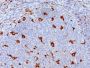 CD68(KP1), CF405S conjugate, 0.1mg/mL