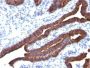 Mucin 1 / EMA / Episialin / CD227(MUC1/520), CF405S conjugate, 0.1mg/mL
