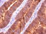Mucin 1 / EMA / Episialin / CD227(MUC1/520), CF405S conjugate, 0.1mg/mL