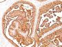 Mucin 1 / EMA / Episialin / CD227(MUC1/520), CF405S conjugate, 0.1mg/mL