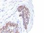 Mucin 1 / EMA / Episialin / CD227(MUC1/520), CF405S conjugate, 0.1mg/mL