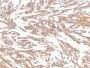 Smooth Muscle Actin(ACTA2/791), CF405S conjugate, 0.1mg/mL