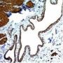 Smooth Muscle Actin(ACTA2/791), CF405S conjugate, 0.1mg/mL