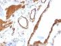 Smooth Muscle Actin(ACTA2/791), CF405S conjugate, 0.1mg/mL