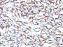 Smooth Muscle Actin(ACTA2/791), CF405S conjugate, 0.1mg/mL